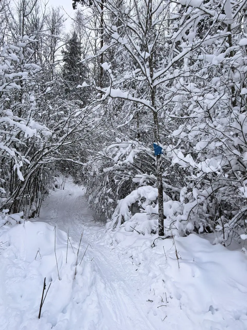A blue ribbon on a birch: someone is marking the paths between the garden communities