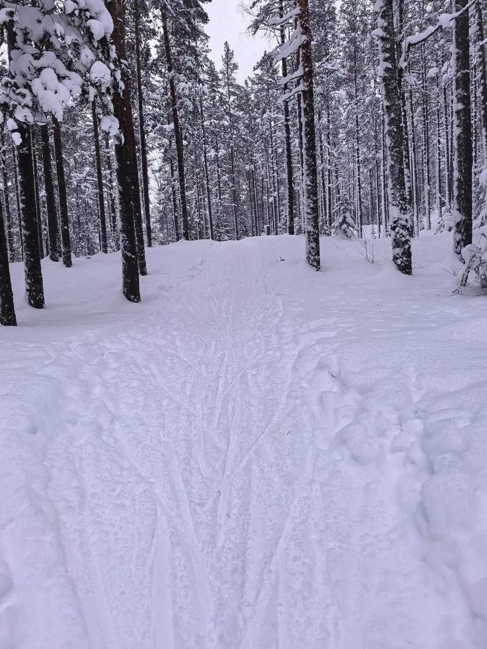 A ski track after snowfall: it is colder in the forest than in the open
