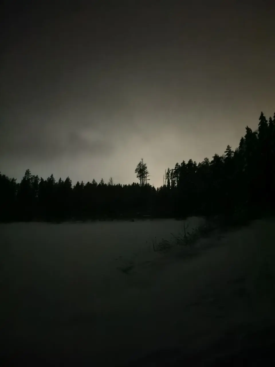 Dusk in the forest: the time when wet feet become a problem