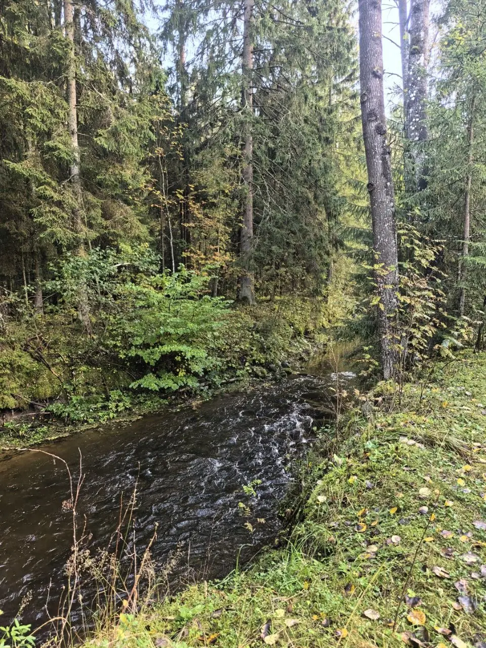 Лесная река с перекатами, берега в траве и мху, осень
