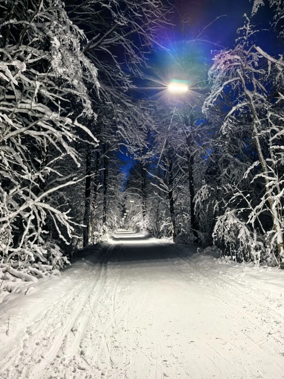 途中停留:雪地上的滑雪板,树干旁的背包