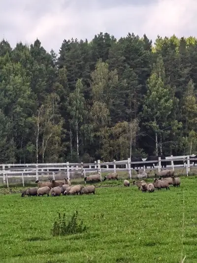 Овцы на пастбище за низким забором