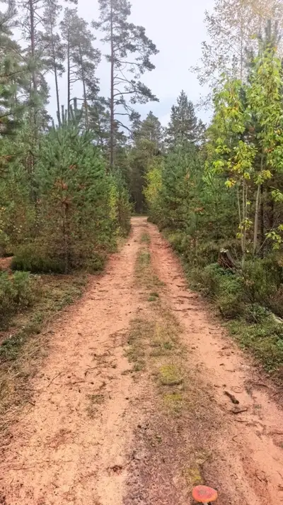 Песчаная лесная дорога со следами колёс, сосны и желтеющие деревья