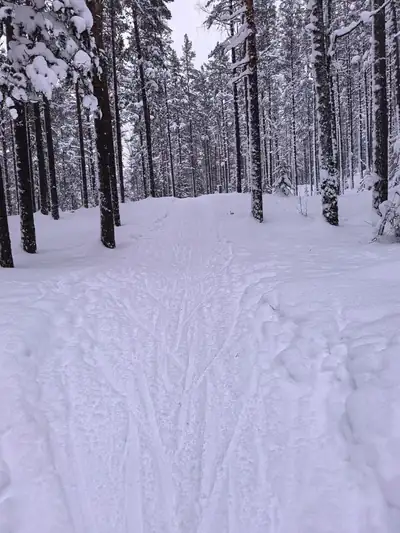 The trail heads into the forest after a snowfall