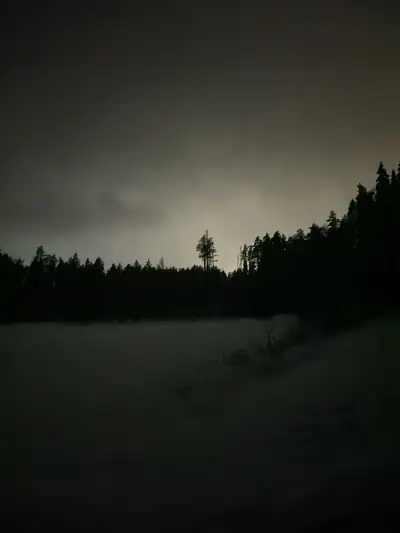 A field by the forest at dusk