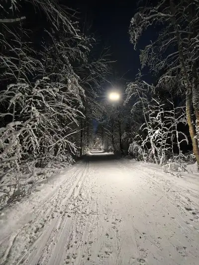 A path at dusk, snow on the branches