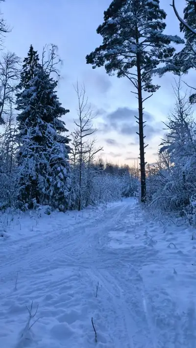 Forest and path in daylight