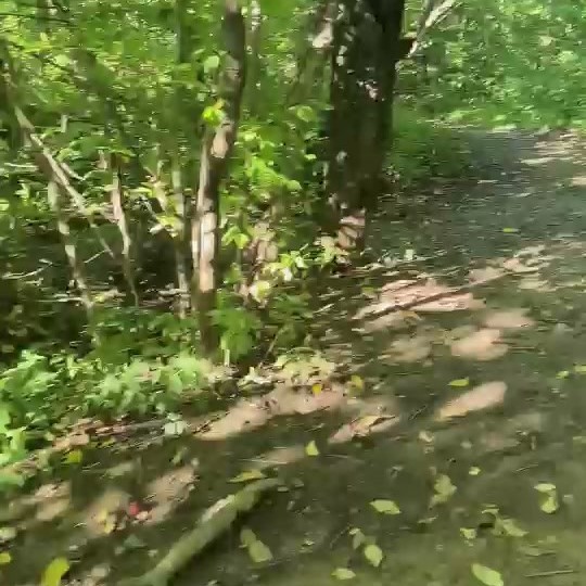 Лесная тропа Саблинского маршрута