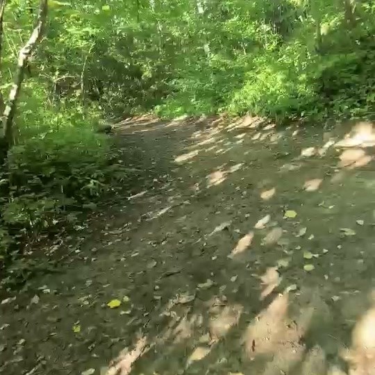 Лесная тропа Саблинского маршрута